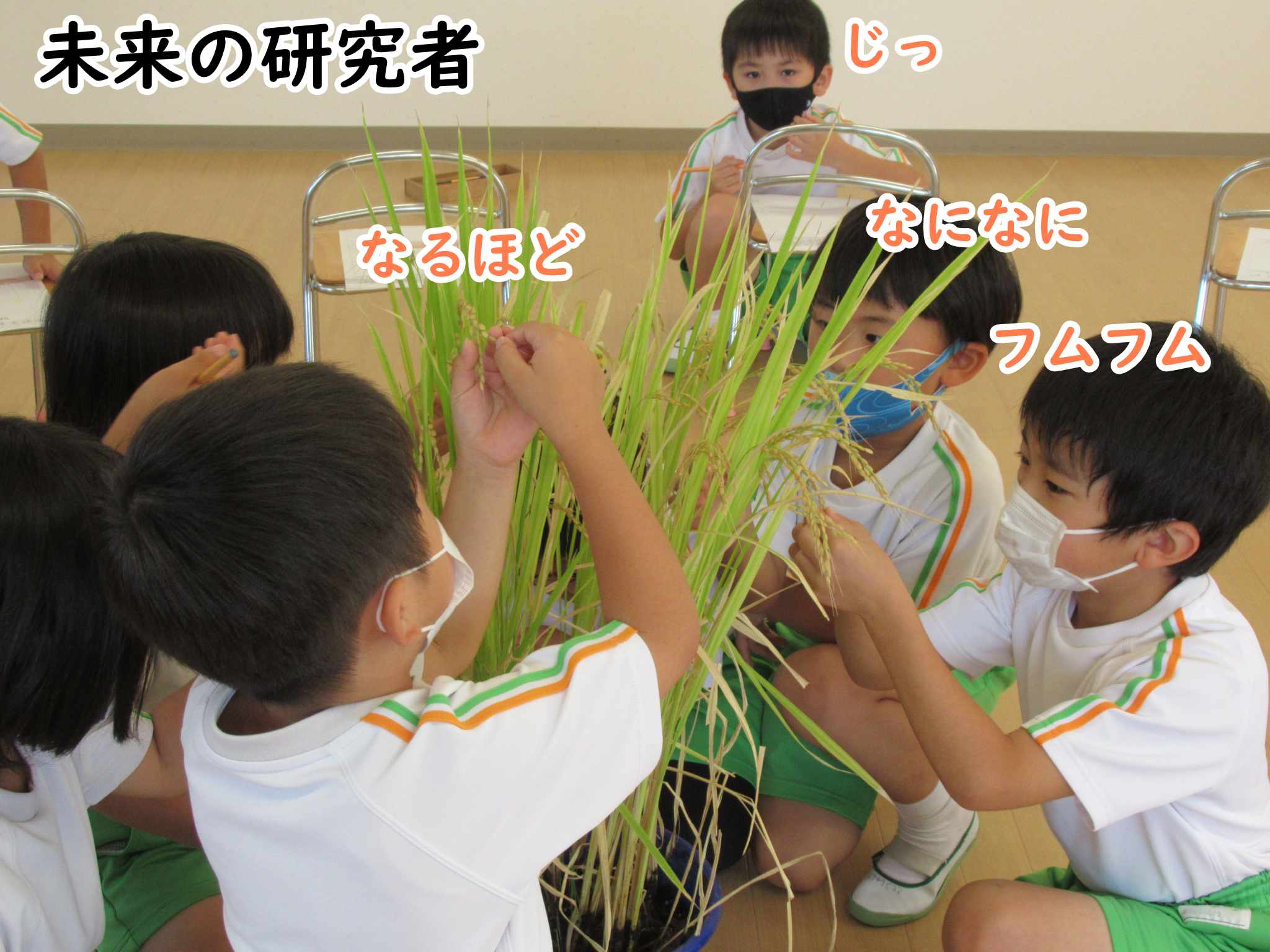 稲の観察